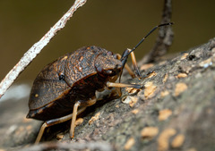 Platycoris
