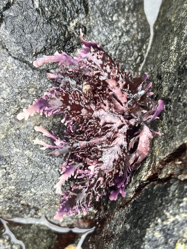 Osmundea spectabilis observed 2026-07-25