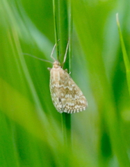 Evergestis frumentalis