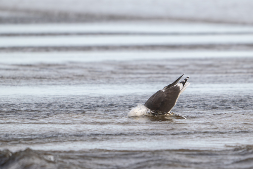 iNaturalist image