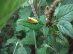 Lepidoptera