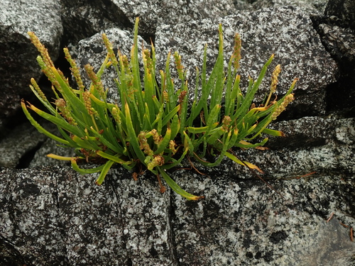 Sea Plantain