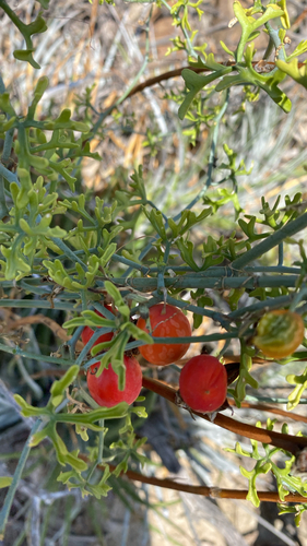 Slimlobe Globeberry
