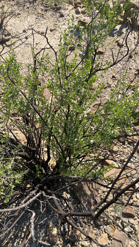 American Tarwort
