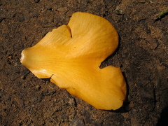 Cochlospermum orinocense