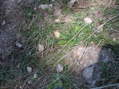 Ornithopus compressus