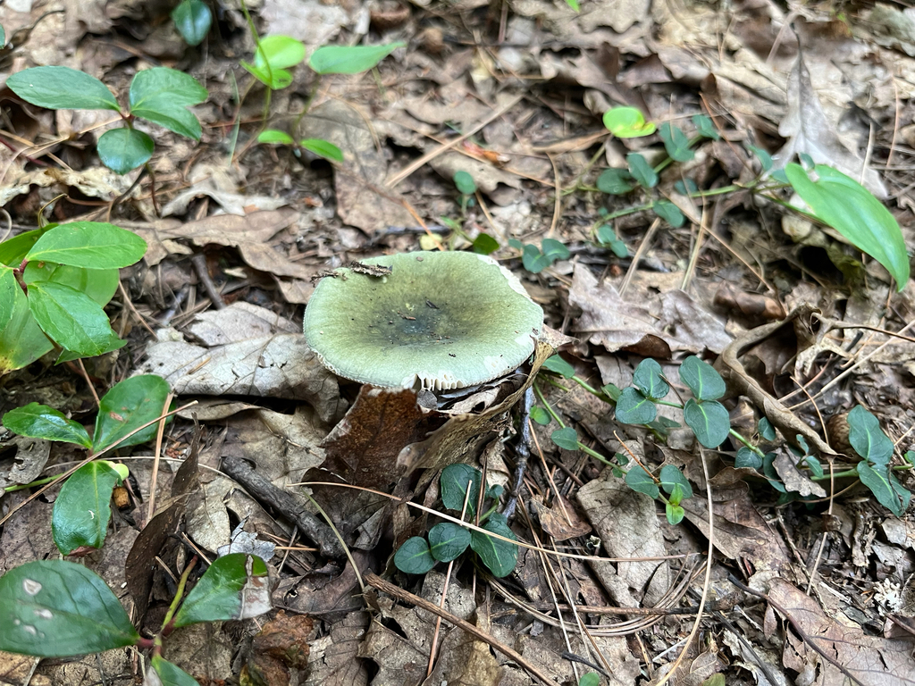 Green Brittlegill