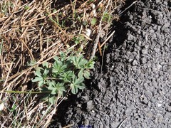Lupinus hispanicus