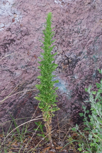 Coulter's Horseweed