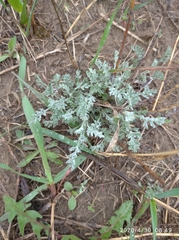 Artemisia nitrosa