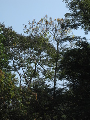 Cochlospermum orinocense