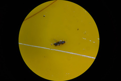 Heliothrips haemorrhoidalis