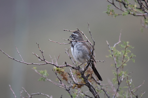 Black-throated Sparrow
