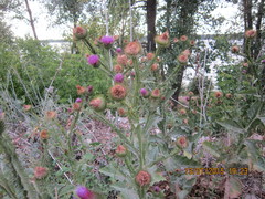 Onopordum acanthium