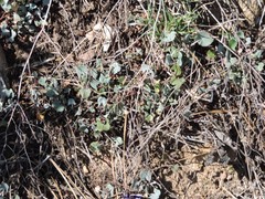 Rumex induratus