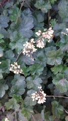 Heuchera maxima