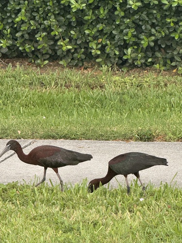 iNaturalist image