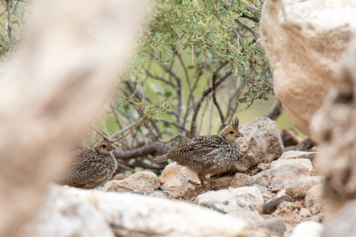 Scaled Quail