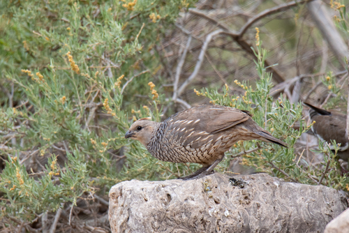 Scaled Quail
