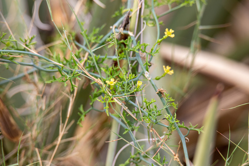 Slimlobe Globeberry