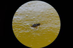 Heliothrips haemorrhoidalis