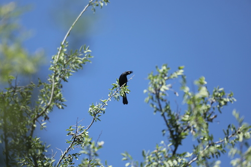 Phainopepla