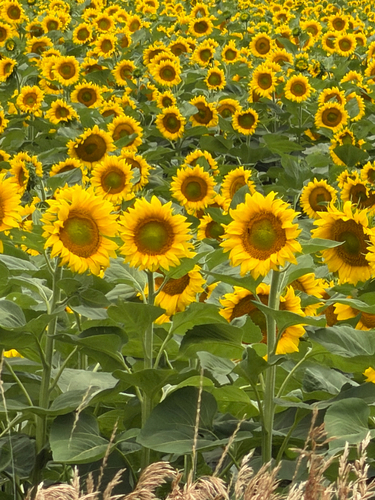 Common Sunflower