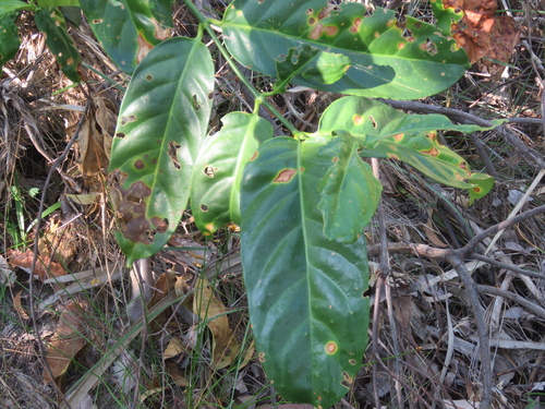Utania racemosa observed 2026-07-25