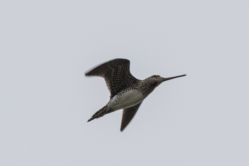 Pantanal Snipe (Gallinago paraguaiae), photo 9
