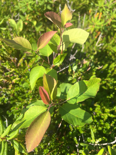 Amelanchier bartramiana, photograph 3