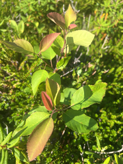 Amelanchier bartramiana, photograph author not stated, no rights reserved
