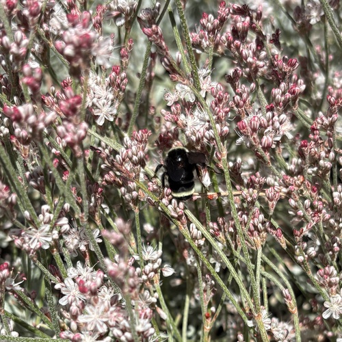iNaturalist observation photo of Bumble Bees