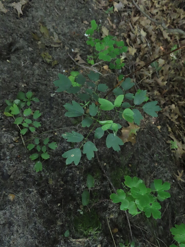 Thalictrum dasycarpum, photograph 6