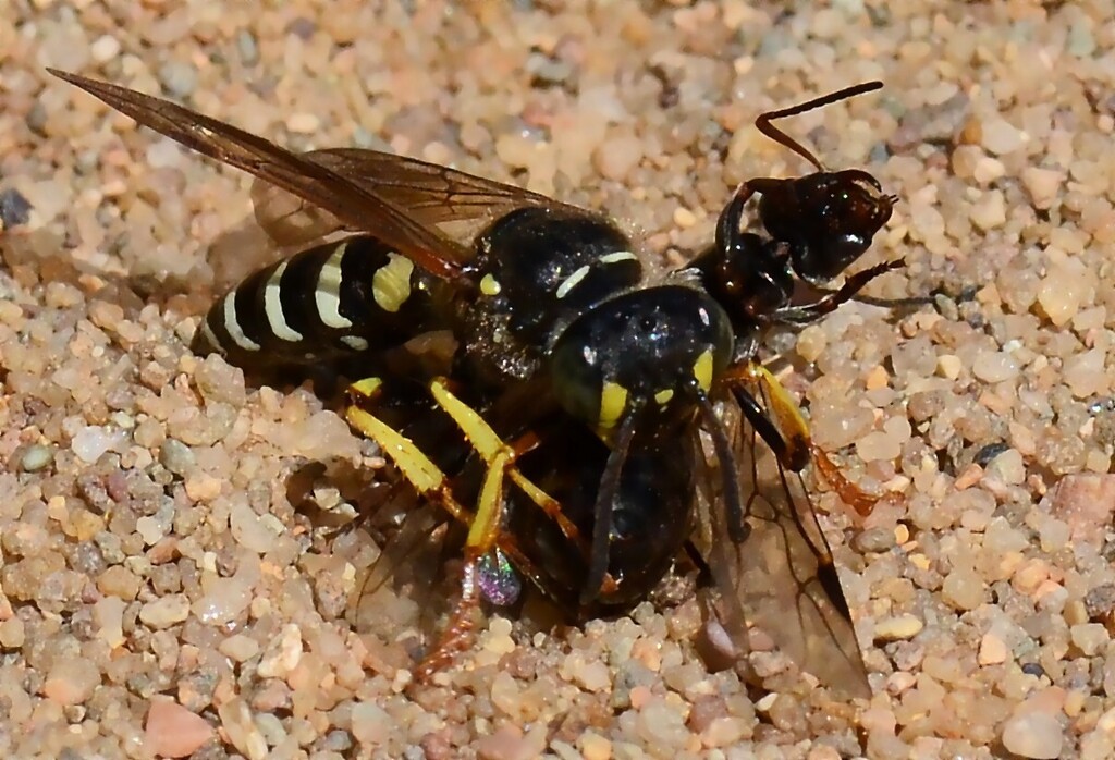 Queen Ant Kidnapper