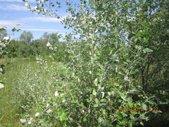 Populus alba
