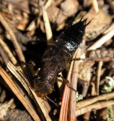 Ontholestes tessellatus