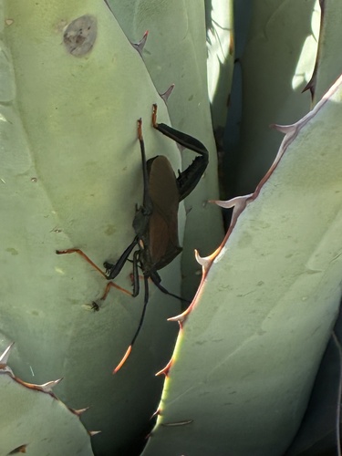 Giant Agave Bug