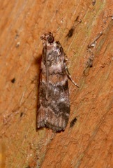 Dioryctria pygmaeella