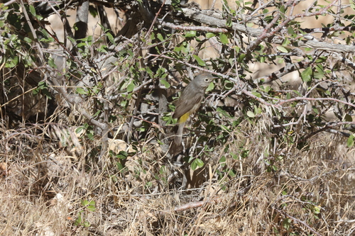 Virginia's Warbler