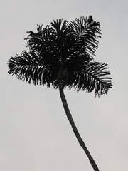 Socratea exorrhiza