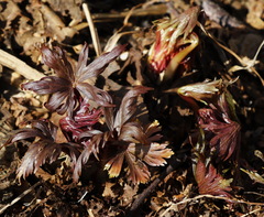 Aconitum fischeri