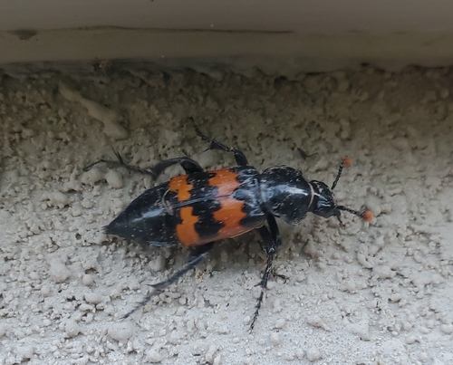 Margined Sexton Beetle
