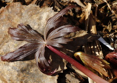 Aconitum fischeri