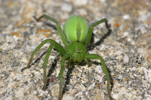 Green Huntsman Spider