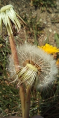 Taraxacum officinale