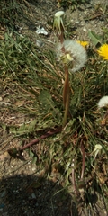 Taraxacum officinale