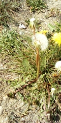 Taraxacum officinale