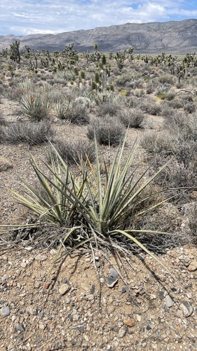 Banana Yucca