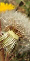 Taraxacum officinale