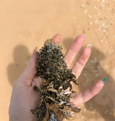 Codium edule, 2026-06-23